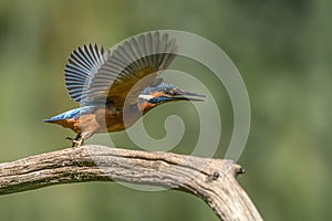 Common Kingfisher Alcedo atthis sitting on a branch above a pool in the forest of Overijssel Twente in the Netherlands.