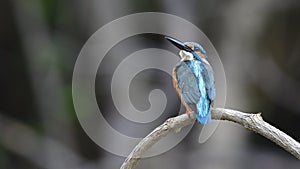 Common kingfisher Alcedo atthis small blue to turqoise green feather bird with wonder face