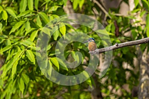 Common kingfisher or Alcedo atthis small colorful bird portrait with natural green background perched on branch at bandhavgarh