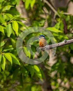 Common kingfisher or Alcedo atthis small colorful bird portrait with natural green background perched on branch at bandhavgarh