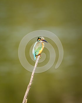 Common kingfisher or Alcedo atthis small colorful bird portrait with natural green background perched on branch at keoladeo