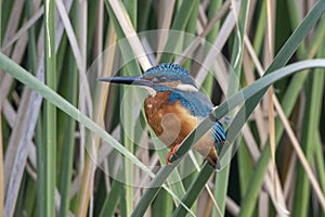 Common kingfisher or Alcedo atthis with spotted near Nalsarovar in Gujarat India