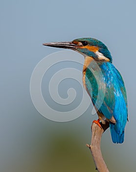 Common Kingfisher - Alcedo atthis - at a wetland