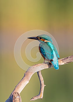 Common Kingfisher - Alcedo atthis - at a wetland