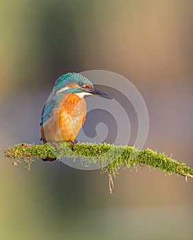 Common Kingfisher - Alcedo atthis - at a wetland