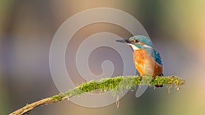 Common Kingfisher - Alcedo atthis - at a wetland