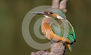 Common kingfisher, Alcedo atthis. The young bird sitting on a branch above the water while waiting for small fish