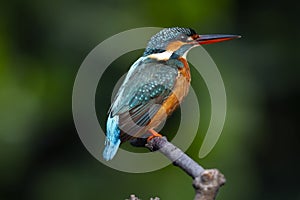 Common kingfisher (alcedo atthiss)