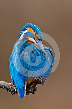 Common Kingfisher (Alcedo attis) male preening