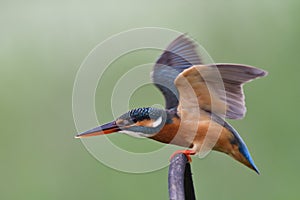 common kingfisher alerting invading bird by ready to fight back an enemy