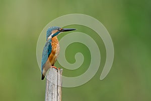The common kingfisher photo