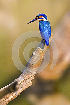 Common Kingfisher, Bardiya National Park, Nepal