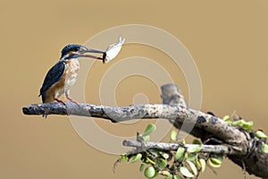 Common kingfisher bird catches fish on branch