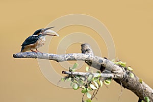 Common kingfisher bird catches fish, Common kingfisher bird on branch