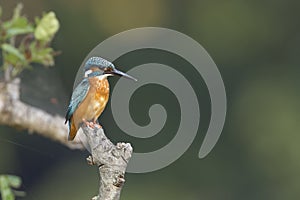 Common kingfisher bird in Nepal