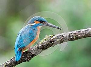 Common kingfisher. A bird sits on a branch above the water and looks out for prey in the river