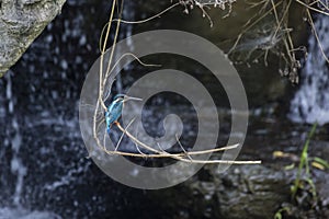 Common Kingfisher bird