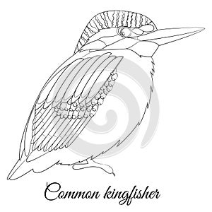 Common kingfisher cartoon bird coloring