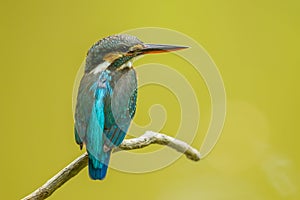 Common kingfisher