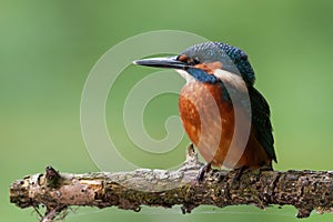 Common kingfisher chick sitting alone on branch in summer