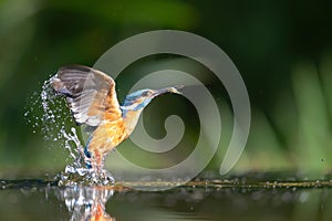 Common Kingfisher comming out of the water after diving for fish