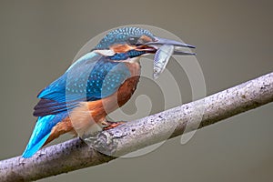 Common Kingfisher / Eisvogel Alcedo atthis