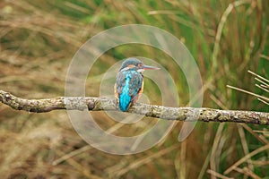 The common kingfisher female perched on a river edge