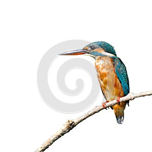 Common Kingfisher