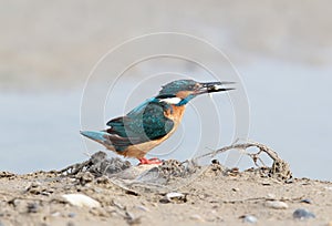 Common kingfisher with fish in beak on the ground. photo