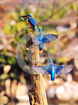 Common Kingfisher foraging flight path