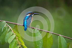 Common Kingfisher on green leaf