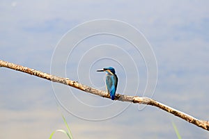 Common kingfisher in IJssel landscape, the Netherlands