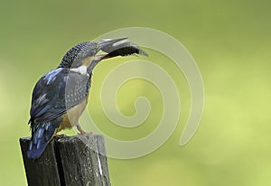 Common Kingfisher