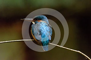 The common kingfisher laid on a branch