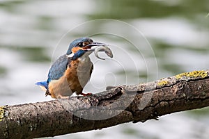 Common kingfisher male with fish