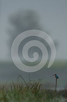 Common kingfisher- misty background