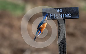 Common kingfisher near & x22;no fishing& x22; sign. Kingfisher fishing against the law