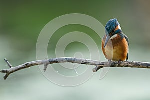Common Kingfisher at the perch