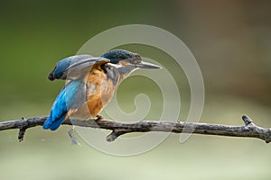 Common Kingfisher at the perch