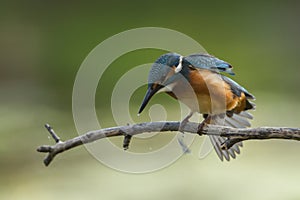 Common Kingfisher at the perch