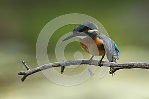 Common Kingfisher at the perch