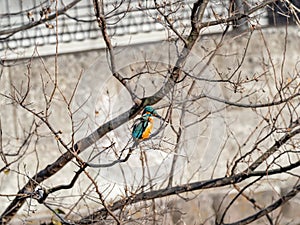 Common kingfisher perched over hikiji river 1