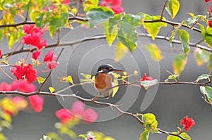 Common Kingfisher on plant