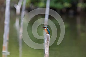 Common kingfisher  rest on post