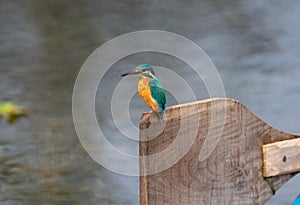Common Kingfisher or River Kingfisher or Small Blue Kingfisher Alcedo atthis female