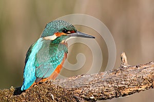 Common Kingfisher