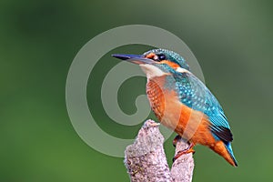 Common Kingfisher
