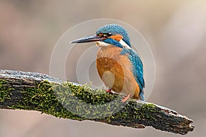 Common kingfisher sitting on the bought in the summer with blurred background.