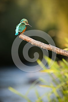 Common kingfisher sitting on branch in autumn in vertical shot