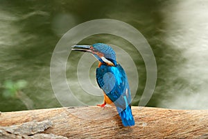 Common Kingfisher sitting on the tree trunk in river. Wildlife scene from nature, Ranthambore, India, Asia. Blue bird with orange